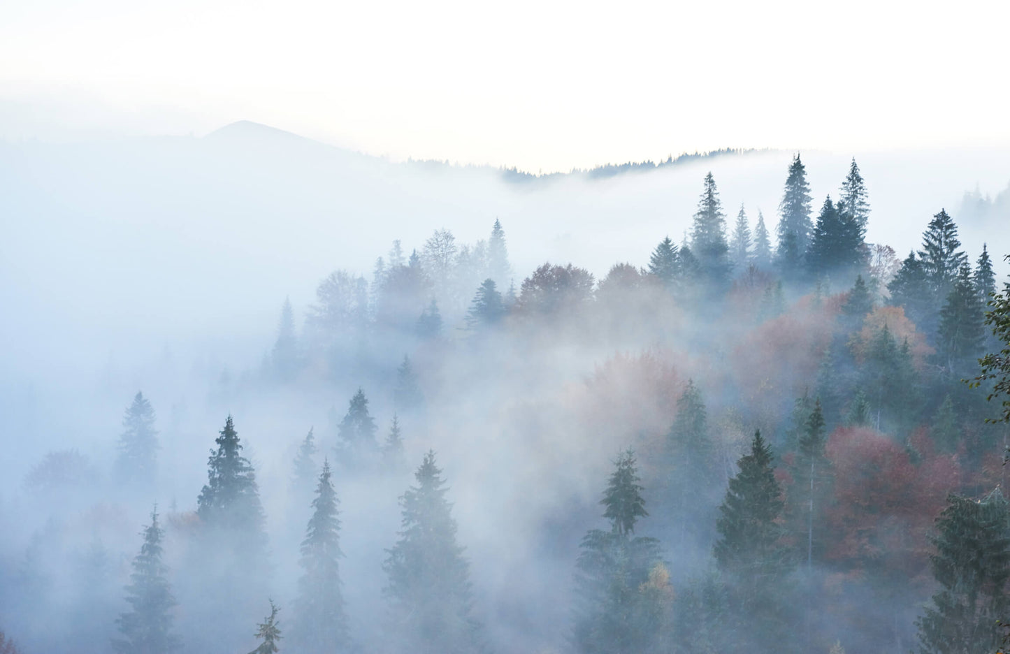 Papier Peint Forêt Brume Matinale sur les Pins de Montagne