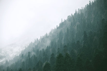 Papier Peint Forêt Pins Brumeux dans les Montagnes