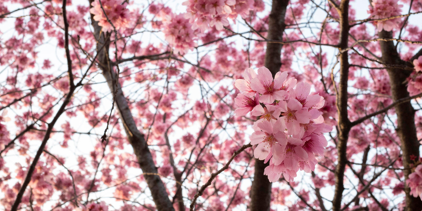 Papier Peint Japonais Cerisier en Fleurs Sakura Rose