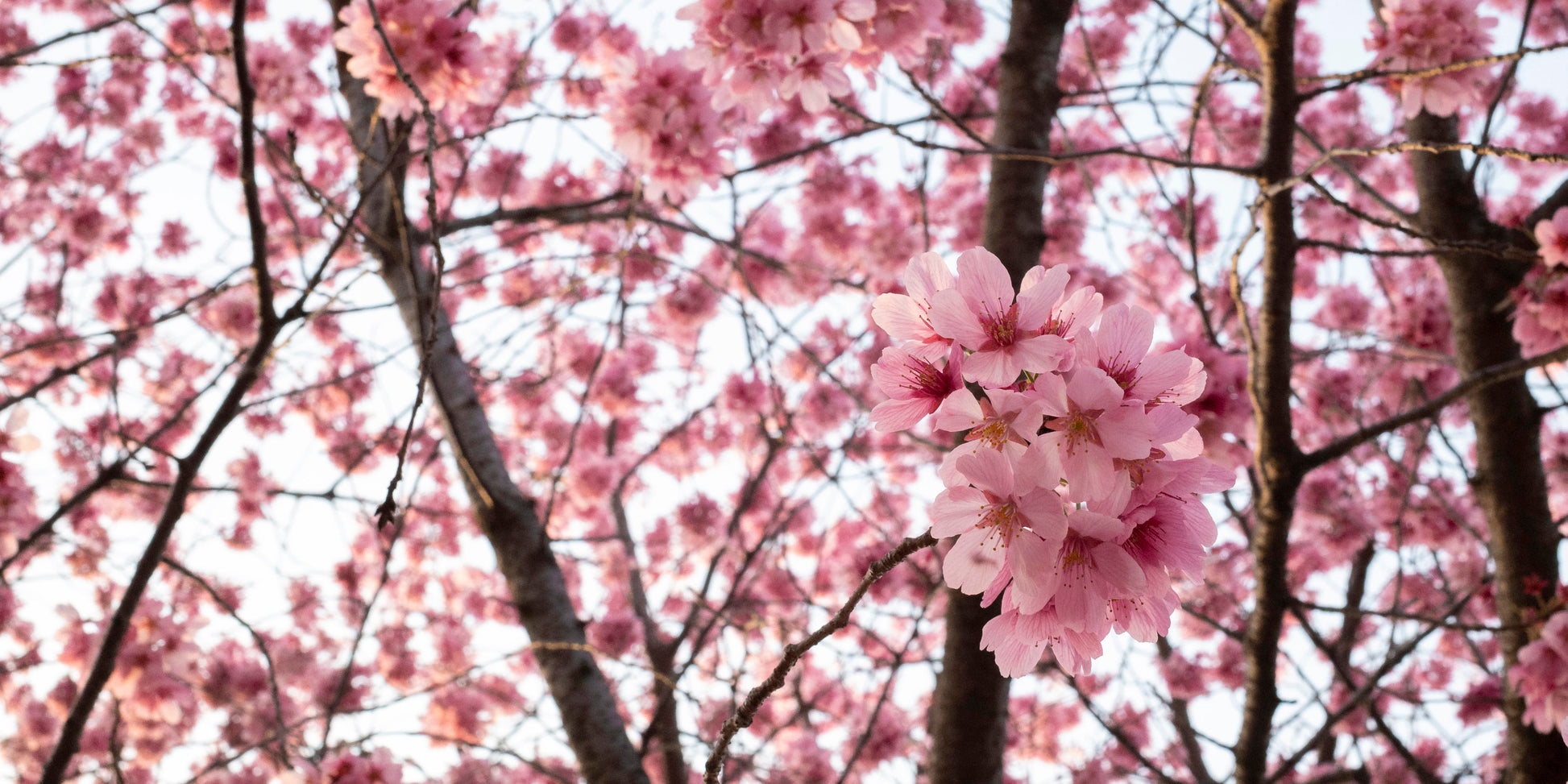 Papier Peint Japonais Cerisier en Fleurs Sakura Rose