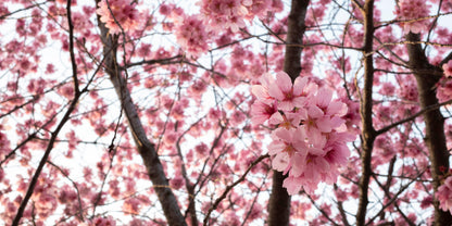 Papier Peint Japonais Cerisier en Fleurs Sakura Rose