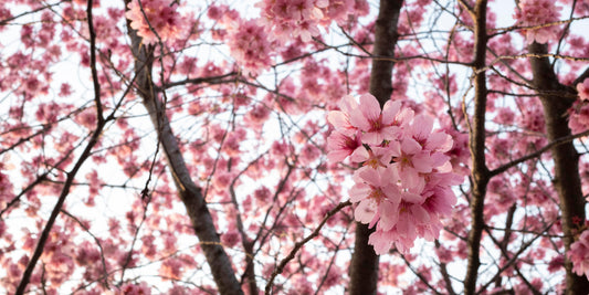Papier Peint Japonais Cerisier en Fleurs Sakura Rose